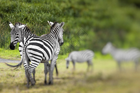 非洲热带草原Zebra画像 坦桑尼亚塞伦盖蒂的Safari条纹国家大草原马属动物公园旅行动物园野生动物皮肤图片