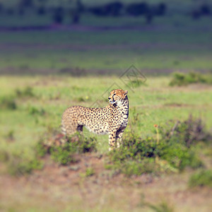 Masai Mara国家后备队的猎豹爬坡马赛速度动物猎人荒野说谎大草原哺乳动物草原图片