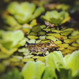 湿地绿青蛙植物树叶反射照片池塘季节荒野百合花瓣蟾蜍图片