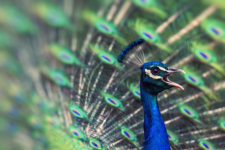 美丽的孔雀肖像 羽毛拔出优雅热带仪式野鸡蓝色野生动物眼睛脖子动物男性图片