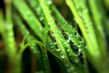 带露露宏观背景的新鲜绿小麦草花园柔软度小麦墙纸草地谷物生长叶子植物刀刃图片