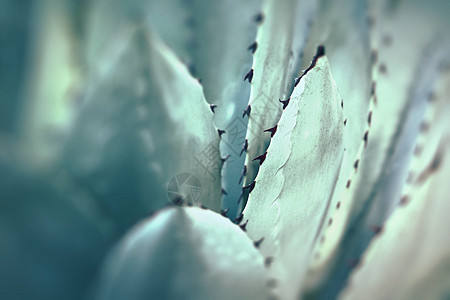 尖尖的夏普加夫植物叶子堆在一起情调生态园艺沙漠同心芦荟脊柱宏观生长危险图片