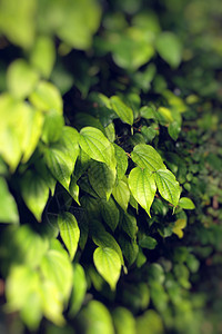 黑色背景上的绿叶热带生长树叶生活咖啡花园叶子工作室种植园植物群图片