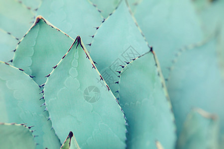 尖尖的夏普加夫植物叶子堆在一起植物学芦荟同心宏观园艺药品异国生长沙漠脊柱图片