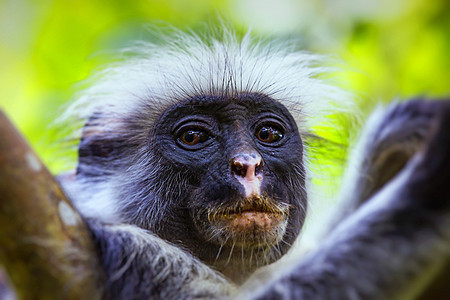 濒危的桑给巴尔红眼镜猴子 Joza灵长类哺乳动物荒野情调眼睛异国动物野生动物威胁叶子图片