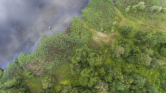夏季风景 波兰河岸绿树的树木蓝色农村国家晴天池塘洪水湿地菖蒲沼泽树叶图片