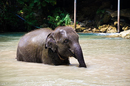 婴儿大象水蓝色丛林旅行展示森林荒野宠物野生动物图片