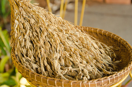 稻田颗粒状收成谷物水稻白色粮食种子茉莉花植物金子图片