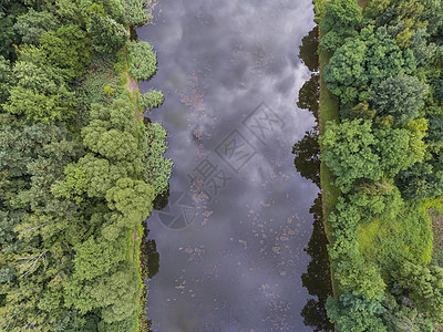 夏季风景 波兰河岸绿树的树木湿地池塘洪水树叶森林蓝色沼泽天空菖蒲农村图片