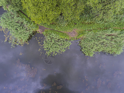 夏季风景 波兰河岸绿树的树木林地洪水池塘湿地旗帜菖蒲农村森林沼泽晴天图片