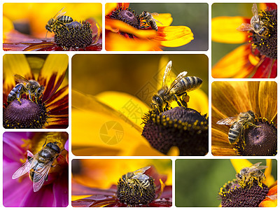 西部蜜蜂图像拼合旅行背景我的照片生物学自由花粉蜂蜜营养蜂巢昆虫雏菊漏洞传粉者图片