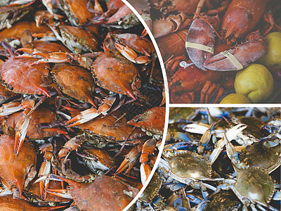 螃蟹群海藻生活海鲜小贩展示销售拼贴烹饪居住食物图片