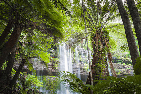 澳大利亚塔斯马尼亚州山田地国家公园溪流场地旅行液体森林国家苔藓岩石荒野公吨图片
