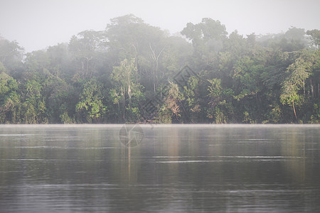 亚马逊雨林 秘鲁 南美洲溪流地标绿色植物森林观光湿地天线丛林拉丁多样性图片