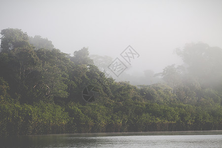 亚马逊雨林 秘鲁 南美洲丛林热带风景湿地拉丁观光城市多样性绿色植物溪流图片