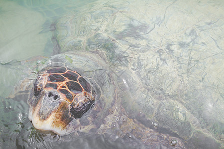 绿海龟 哥伦比亚图片