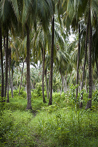 哥伦比亚棕榈树林风景天堂旅游国家阳光丛林环境情调异国树木图片