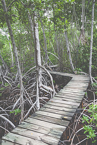 哥伦比亚热带雨林中的森林人行道人行道踪迹公园环境荒野路线热带植被树木风景图片