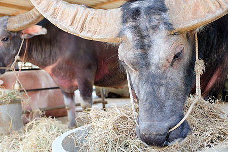 水牛在泰国科拉尔家畜动物身体野生动物沼泽场地摄影农业饲料哺乳动物图片