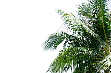 椰子树叶白色绿色植物棕榈曲线热带生长森林叶子图片
