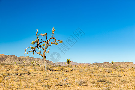 沙漠插画约书亚树国家公园灰尘尘土蓝天荒野天空沙漠山脉背景