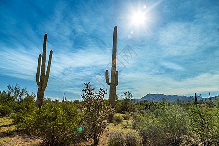 Saguaro国家公园植物蓝色天空山脉绿色踪迹沙漠图片