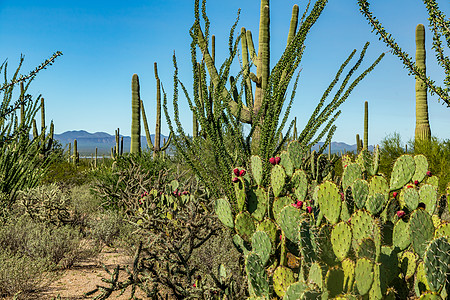 Saguaro国家公园植物沙漠山脉绿色蓝色踪迹天空图片
