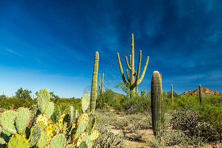 Saguaro国家公园蓝色天空山脉踪迹植物沙漠绿色图片