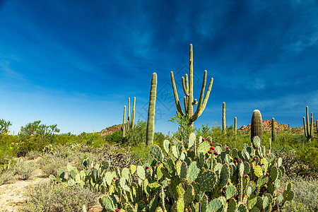 Saguaro国家公园天空踪迹沙漠山脉绿色植物蓝色图片