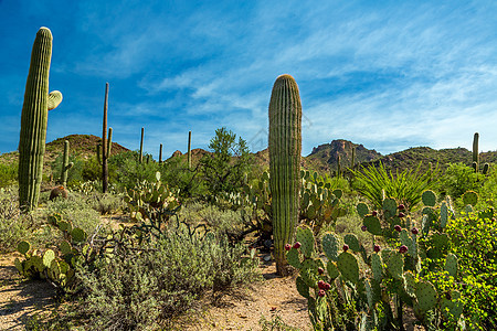 Saguaro国家公园踪迹绿色山脉蓝色天空植物沙漠图片