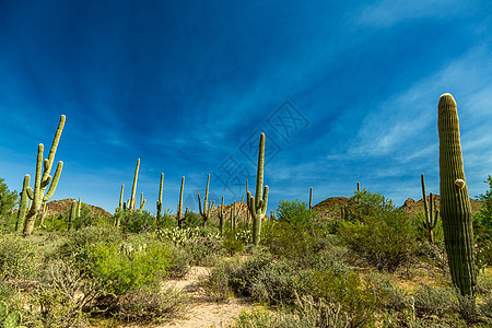 Saguaro国家公园绿色踪迹植物天空山脉沙漠蓝色图片