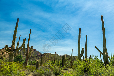 Saguaro国家公园天空沙漠绿色踪迹山脉蓝色植物图片