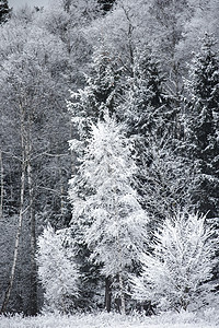 森林边缘树上的霜霜季节旅行天气木头白色降雪公园图片