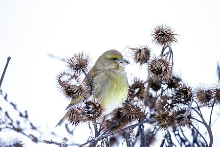 冬天小鸟在树枝上白色野生动物鸣禽羽毛黄色降雪山雀荒野花园枝条图片