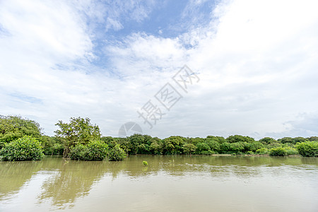 沼泽森林环境峰值荒野丛林公园场景苔藓风景绿色图片