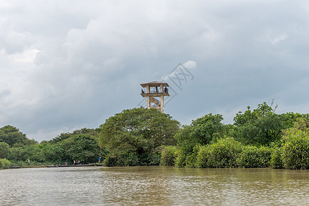 沼泽森林苔藓风景环境场景峰值公园丛林绿色荒野图片