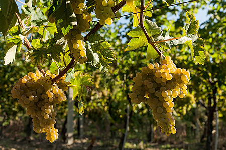 葡萄树上的白葡萄团图片