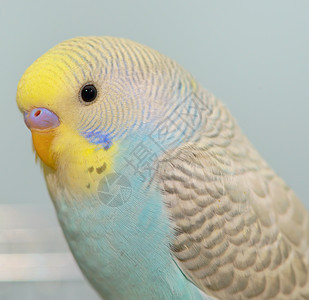 Budgerigar 鹦鹉在他的笼子里纹理账单热带动物灰色靛青鸟类蓝色野生动物工作室图片