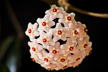 Hoya Wax植物花白色热带植物群花艺爬行者蜡花植物生育力肉桂花园图片