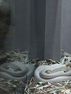 眼镜蛇魔术师爬虫学冷血眼睛生活旅行爬虫毒蛇假期生物图片