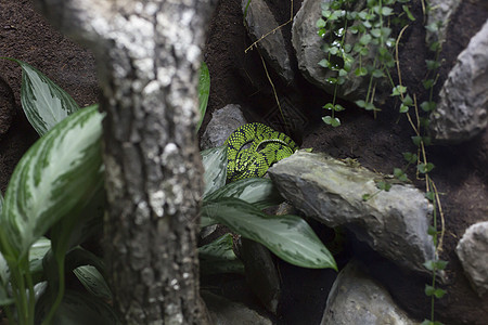 绿色的斯里兰卡Pit Viper图片