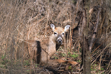 白尾鹿季节草地野生动物鹿角耳朵斑点草原场地森林哺乳动物图片