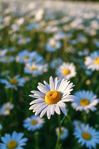 露天乳房闭合花瓣植物群环境阳光草地宏观香味雏菊药品洋甘菊图片