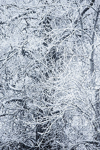 冬季白雪覆盖的树木季节天气木头森林白色公园降雪溪流旅行图片