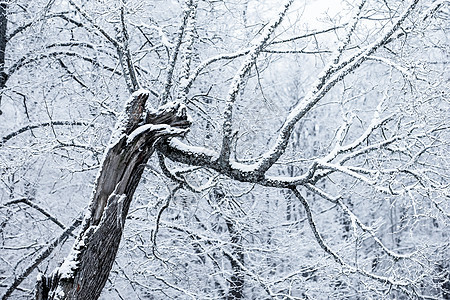 冬季白雪覆盖的树木溪流森林季节天气木头公园白色旅行降雪图片