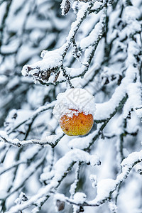 树枝上的苹果 上面满是雪图片