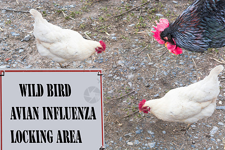 具有象征意义的普遍预防感染 二 防止传染家禽公告栏危险流行病学疫苗养殖疾病警报恐慌观察图片
