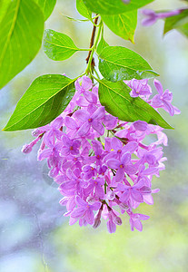 春月紫花花树叶季节花束生长植物植物学雌蕊蓝色衬套花园图片