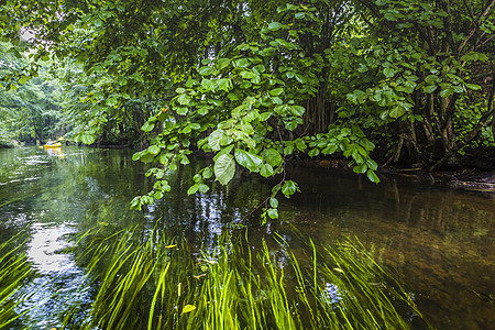 波兰罗斯普达河上的凯亚克运动皮艇独木舟旅行跑步假期荒野娱乐木头森林图片
