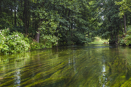 波兰罗斯普达河上的凯亚克森林木头植物群环境旅行娱乐皮艇荒野流动跑步图片